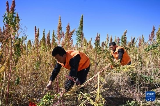 9月28日，農(nóng)民參加內(nèi)蒙古武川縣首屆藜麥開鐮節(jié)割藜麥比賽。