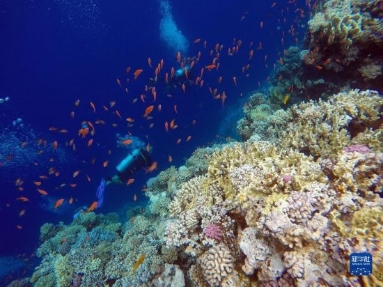  10月2日，人們在埃及西奈半島達哈布藍洞內的珊瑚旁深潛。新華社記者 隋先凱 攝