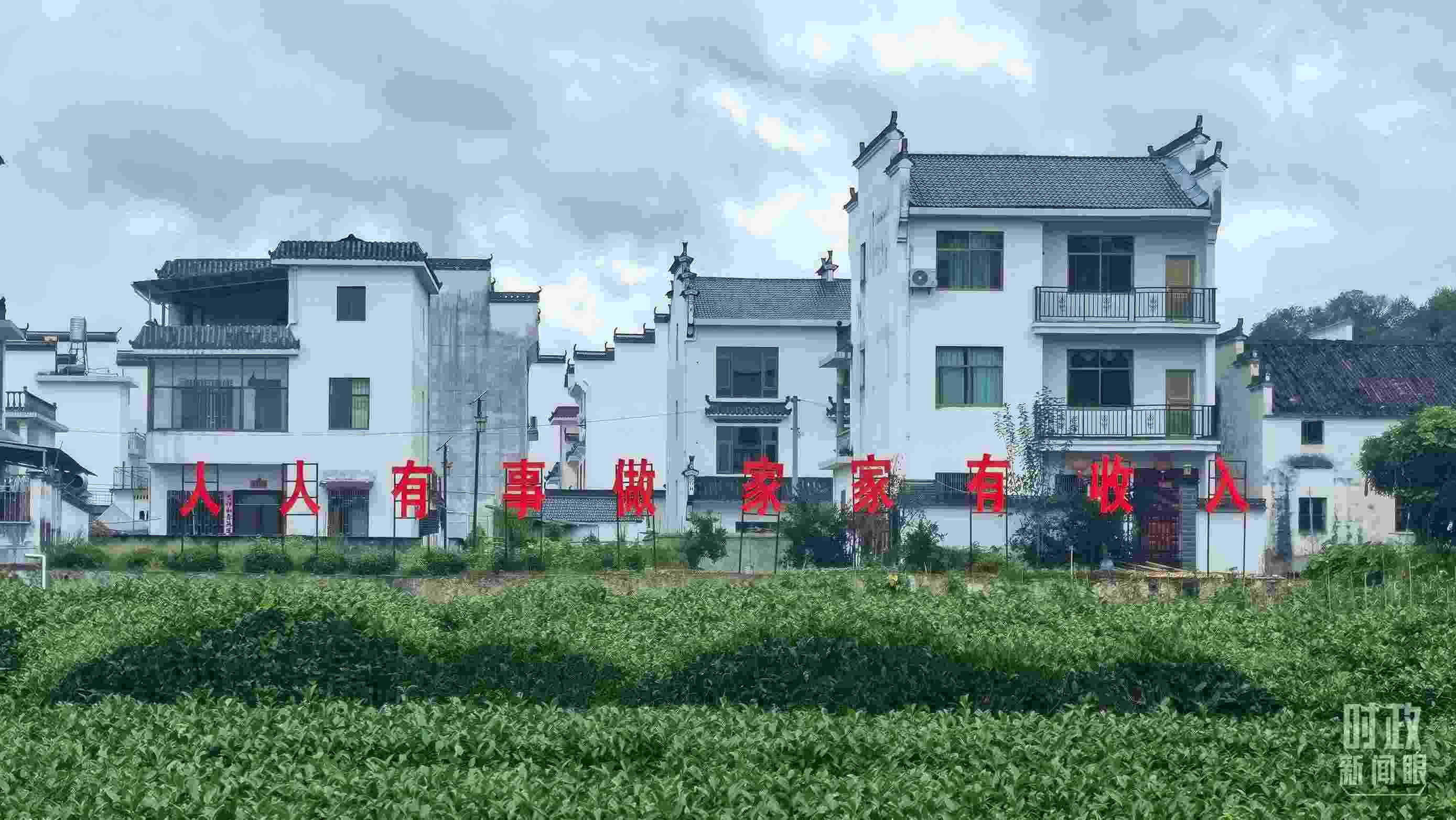 △石門村村民種植的茶葉。（總臺央視記者賈林拍攝）