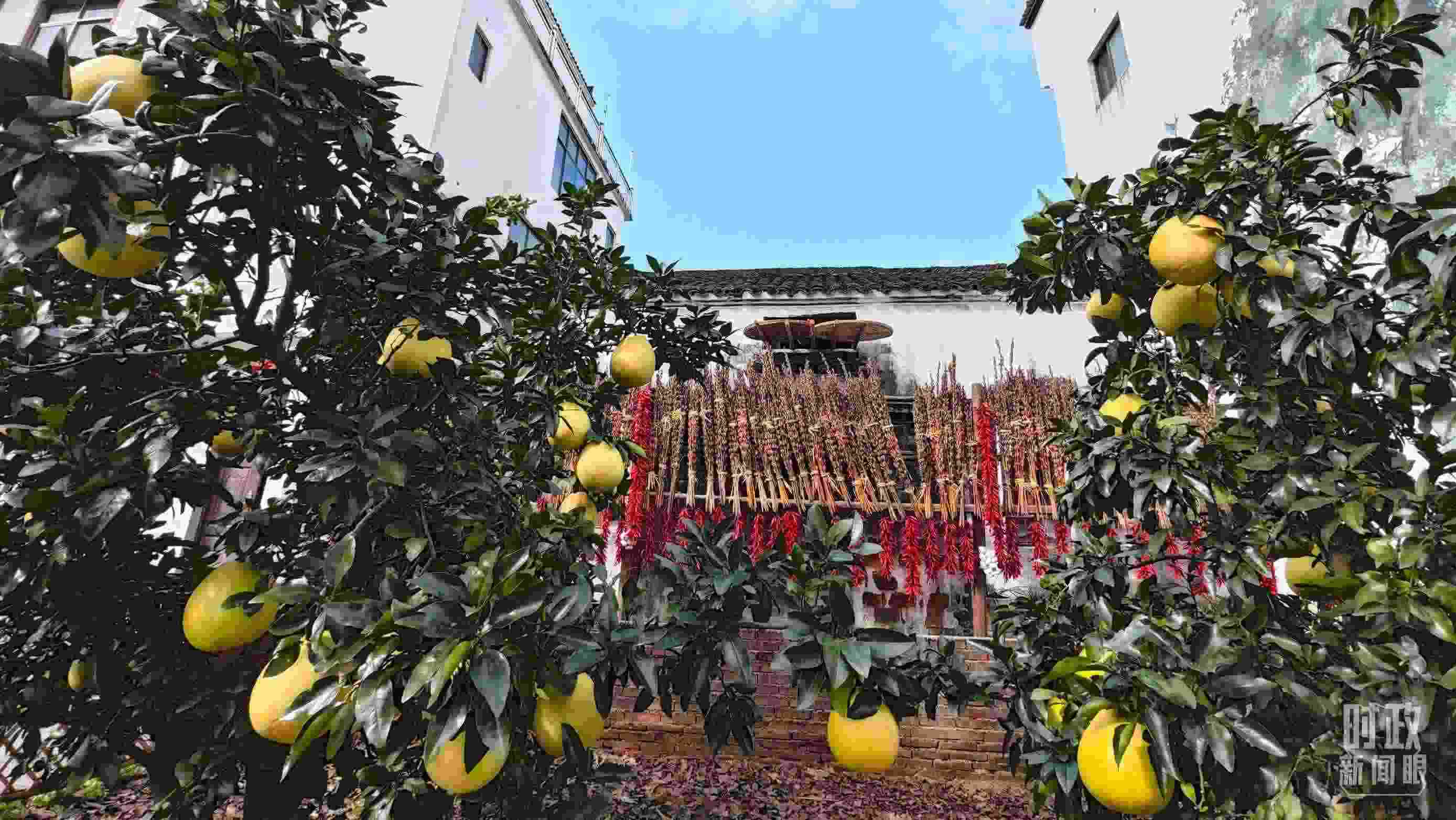 △石門村農(nóng)家小院里碩果累累。（總臺央視記者許永松拍攝）