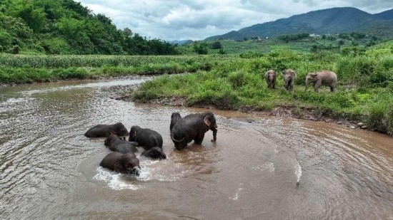 野生亞洲象組團(tuán)泡澡降溫解暑。何有剛攝
