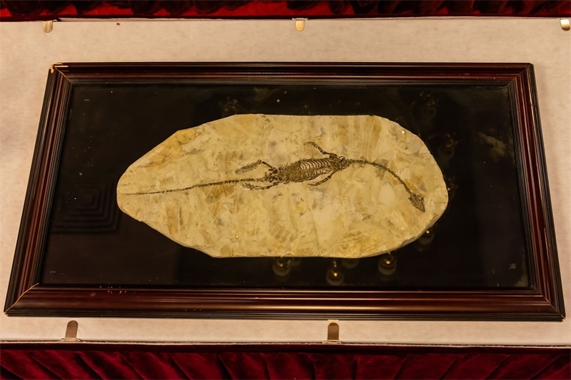 潛龍化石。國家文物局供圖