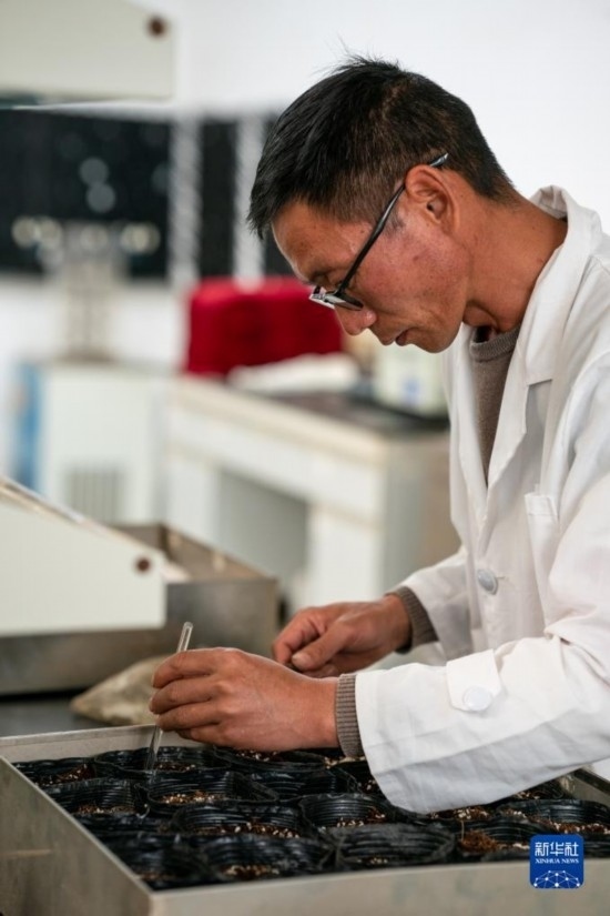 技術(shù)員田連通在實(shí)驗(yàn)室播種太空種子（4月3日攝）。