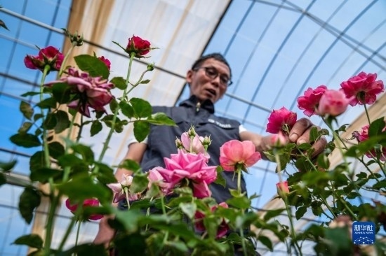 在云南省安寧市現(xiàn)代農(nóng)業(yè)園區(qū)玫瑰種植示范園，技術(shù)員田連通觀察玫瑰花（10月20日攝）。