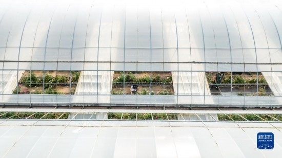 云南省安寧市現(xiàn)代農(nóng)業(yè)園區(qū)玫瑰種植示范園一景（無人機(jī)照片，10月20日攝）。