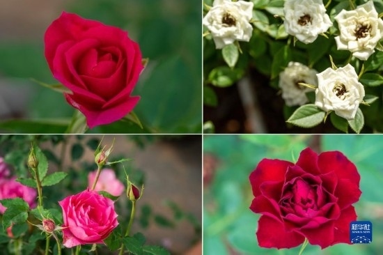 這是云南省安寧市現(xiàn)代農(nóng)業(yè)園區(qū)玫瑰種植示范園里玫瑰新品種的拼版照片。