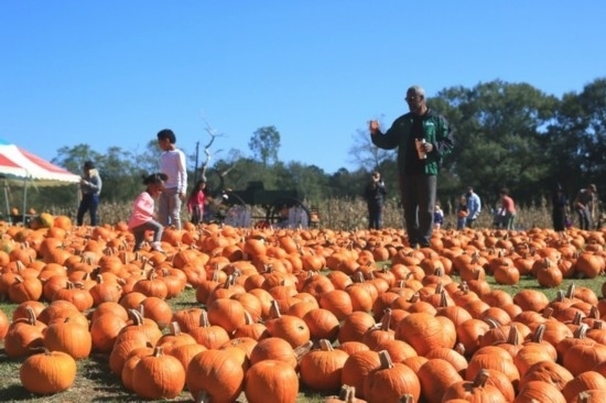  2020年10月31日，在美國新奧爾良市，人們在南瓜農(nóng)場里玩耍。新華社發(fā)（魏蘭攝）