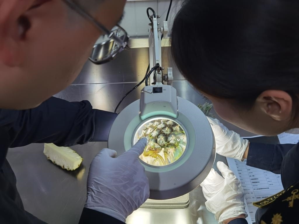 11月3日，上海海關(guān)關(guān)員對(duì)首批入境中國、參展第六屆進(jìn)博會(huì)的貝寧菠蘿進(jìn)行檢驗(yàn)檢疫。新華社記者 吳宇 攝