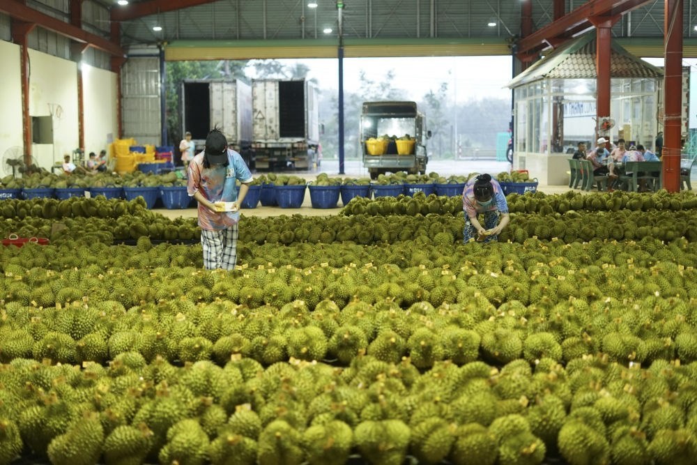 2023年9月15日，在越南多樂(lè)省一家榴蓮加工廠，工人在給即將出口到中國(guó)的榴蓮包裝貼牌。隨著《區(qū)域全面經(jīng)濟(jì)伙伴關(guān)系協(xié)定》紅利釋放，中國(guó)—東盟貿(mào)易規(guī)模進(jìn)一步擴(kuò)大。越來(lái)越多東盟國(guó)家的優(yōu)質(zhì)水果便捷地進(jìn)入中國(guó)市場(chǎng)，走上消費(fèi)者的餐桌。