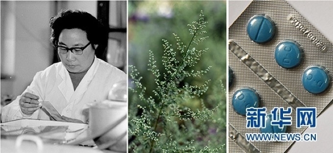 屠呦呦、青蒿和抗瘧疾成藥（拼版資料照片）