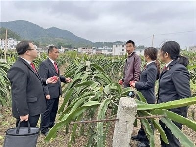  圖④：岑溪法院糯垌法庭法官深入轄區(qū)火龍果基地調(diào)研。