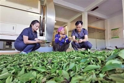  圖③：蒼梧法院六堡法庭法官深入茶企了解企業(yè)生產(chǎn)經(jīng)營(yíng)情況。