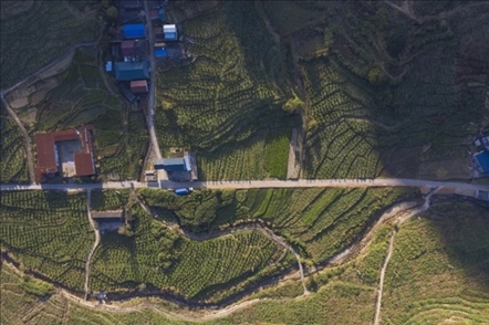 漠源鄉(xiāng)西柚基地。將樂縣農(nóng)業(yè)農(nóng)村局供圖