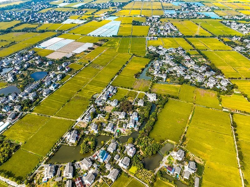 2023年10月22日，浙江海寧市黃灣鎮(zhèn)，金秋時(shí)節(jié)，金黃色的稻田與美麗鄉(xiāng)村構(gòu)成一幅寧?kù)o祥和的畫(huà)卷。