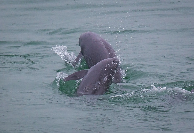 2021年5月10日，在湖北省宜昌市江邊，長(zhǎng)江江豚在水中嬉戲。