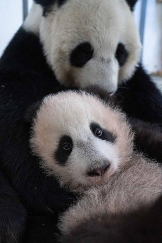  這是2023年12月21日在俄羅斯莫斯科動物園拍攝的大熊貓幼崽“喀秋莎”（前）和大熊貓媽媽“丁丁”在一起的照片。新華社發(fā)（莫斯科動物園供圖）