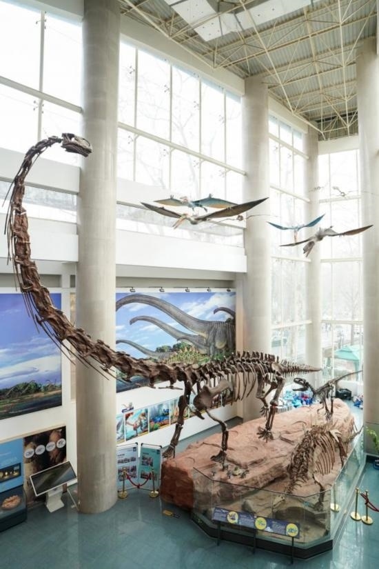 南京古生物博物館展出的馬門(mén)溪龍模型。新華社記者李博 攝