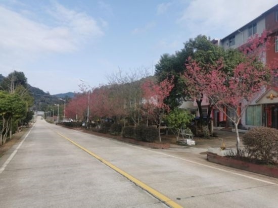 道路兩旁的山櫻花。將樂縣農(nóng)業(yè)農(nóng)村局供圖