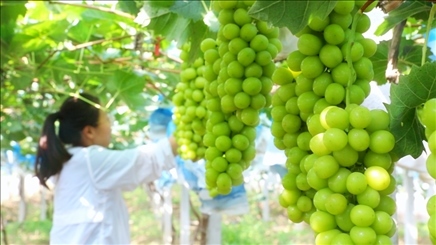 小屯村葡萄園里的陽(yáng)光玫瑰葡萄。肖俊楠攝