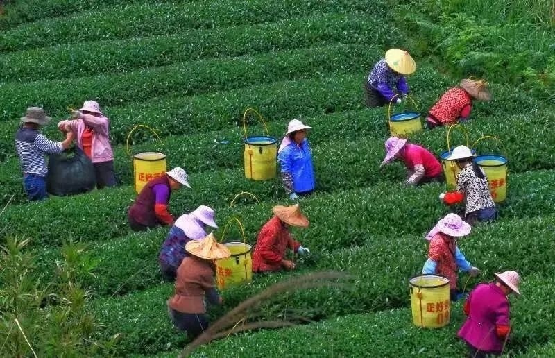 △軍營村茶農(nóng)在茶園采茶。