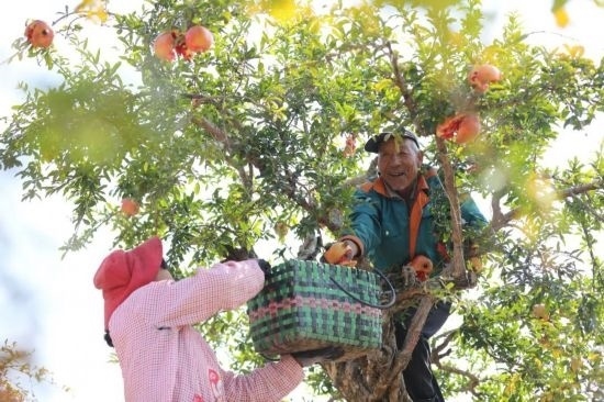 紅彤彤的石榴掛滿枝頭，農(nóng)戶們穿梭在林中采摘，享受著豐收的喜悅。