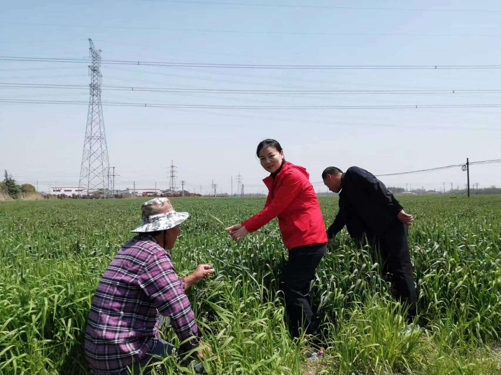魏巧在田間察看農(nóng)作物長(zhǎng)勢(shì)。