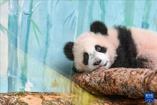 這是3月8日在俄羅斯莫斯科動物園拍攝的大熊貓“喀秋莎”。新華社記者 曹陽 攝