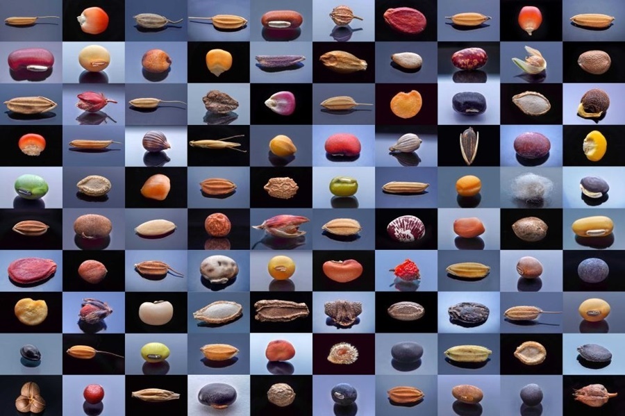 微距鏡頭下，湖南省農(nóng)作物種質(zhì)資源庫的種子千姿百態(tài)（100個種子拼版照片）。