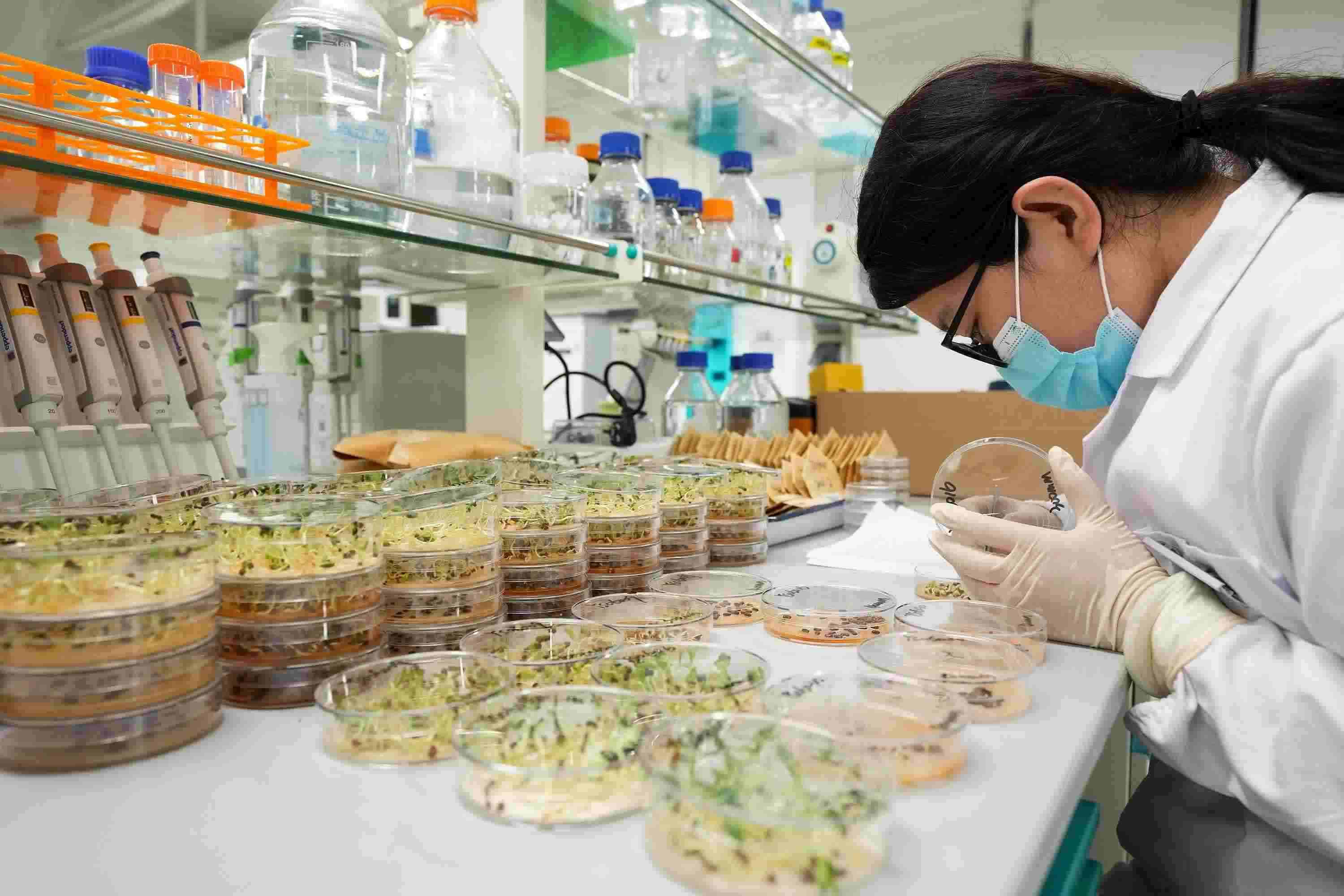 △ 海南三亞崖州灣科技城的崖州灣種子實(shí)驗(yàn)室，科研人員正在觀察種子樣本。