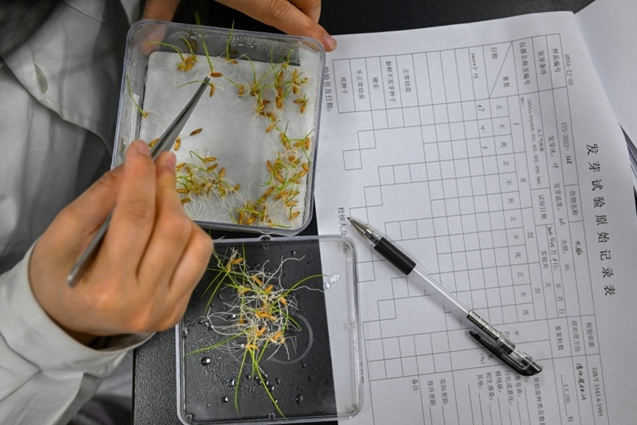 2022年3月23日，在湖南省農(nóng)作物種質(zhì)資源庫實驗室，檢測員對保存的水稻種子進行發(fā)芽試驗檢測。