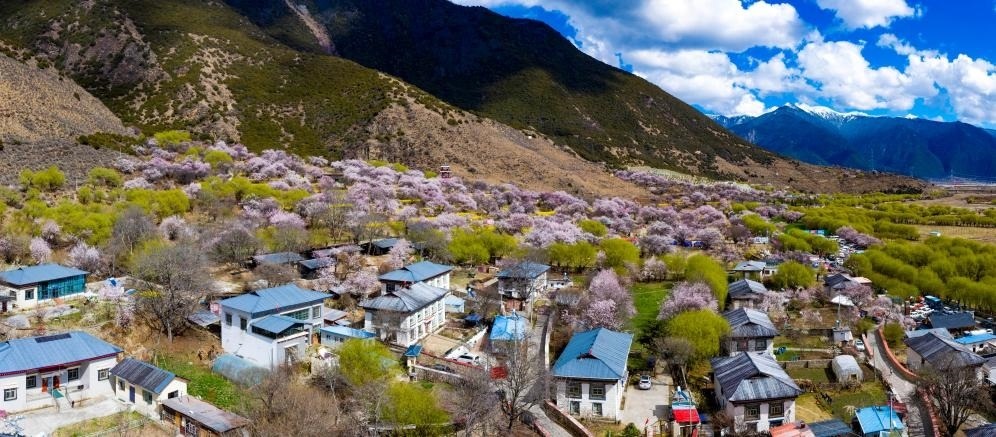 鳥瞰桃花掩映的嘎拉村（無人機(jī)照片，2023年3月24日攝）。新華社記者姜帆 攝
