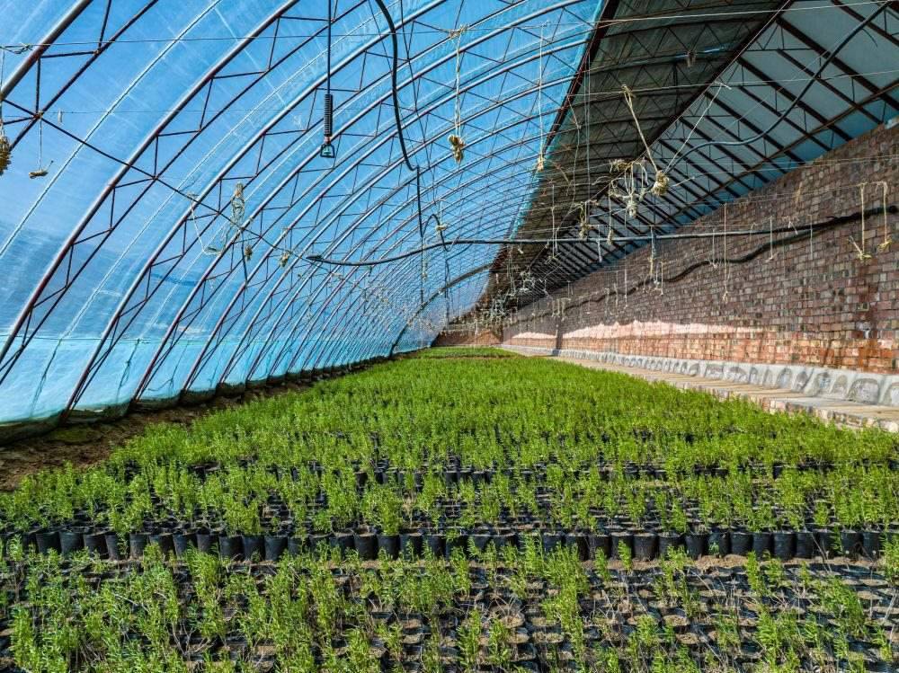 △內(nèi)蒙古一苗圃正在育苗。今年內(nèi)蒙古將投資2200萬元保障“三北”工程種苗供應(yīng)，助力打好“三北”工程攻堅(jiān)戰(zhàn)。