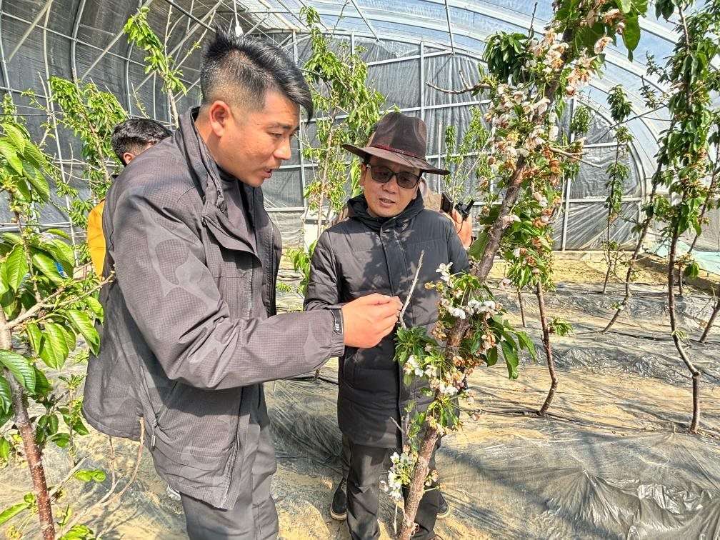 山東援藏小組及技術(shù)人員在大棚查看果蔬長勢。（受訪者供圖）