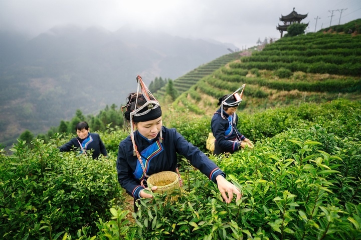 惠明茶采摘。供圖 共享聯(lián)盟·景寧