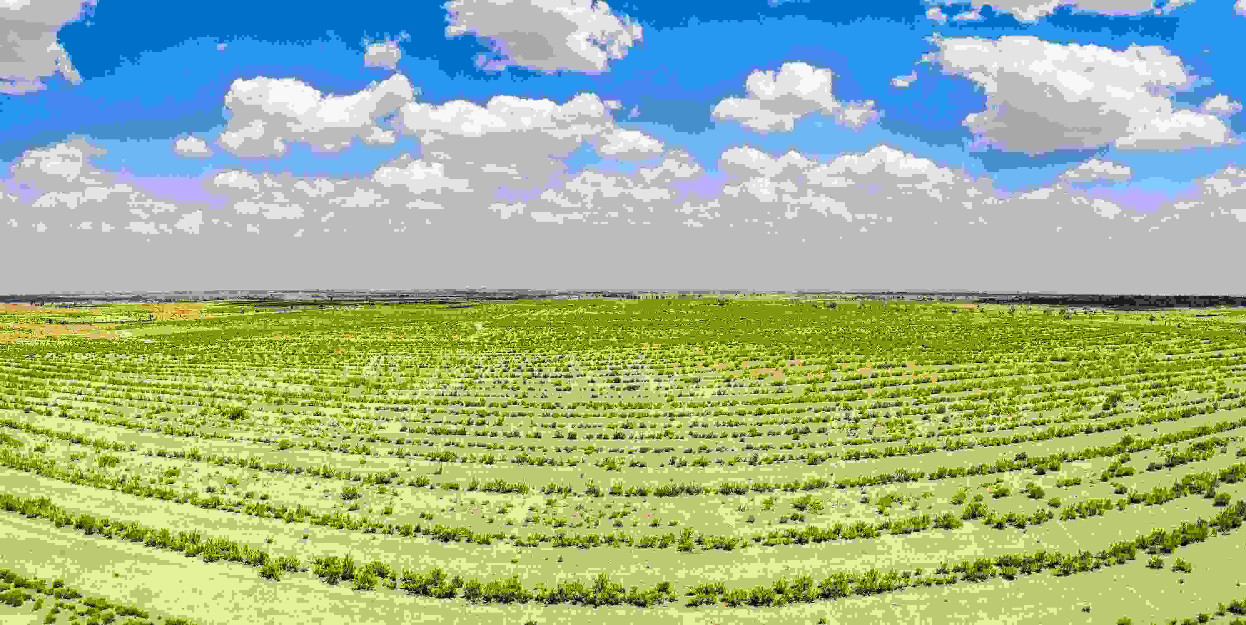 2023年6月7日，內(nèi)蒙古鄂爾多斯，毛烏素沙漠。