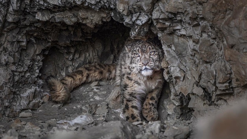 “高原精靈”雪豹。尼瑪多吉攝