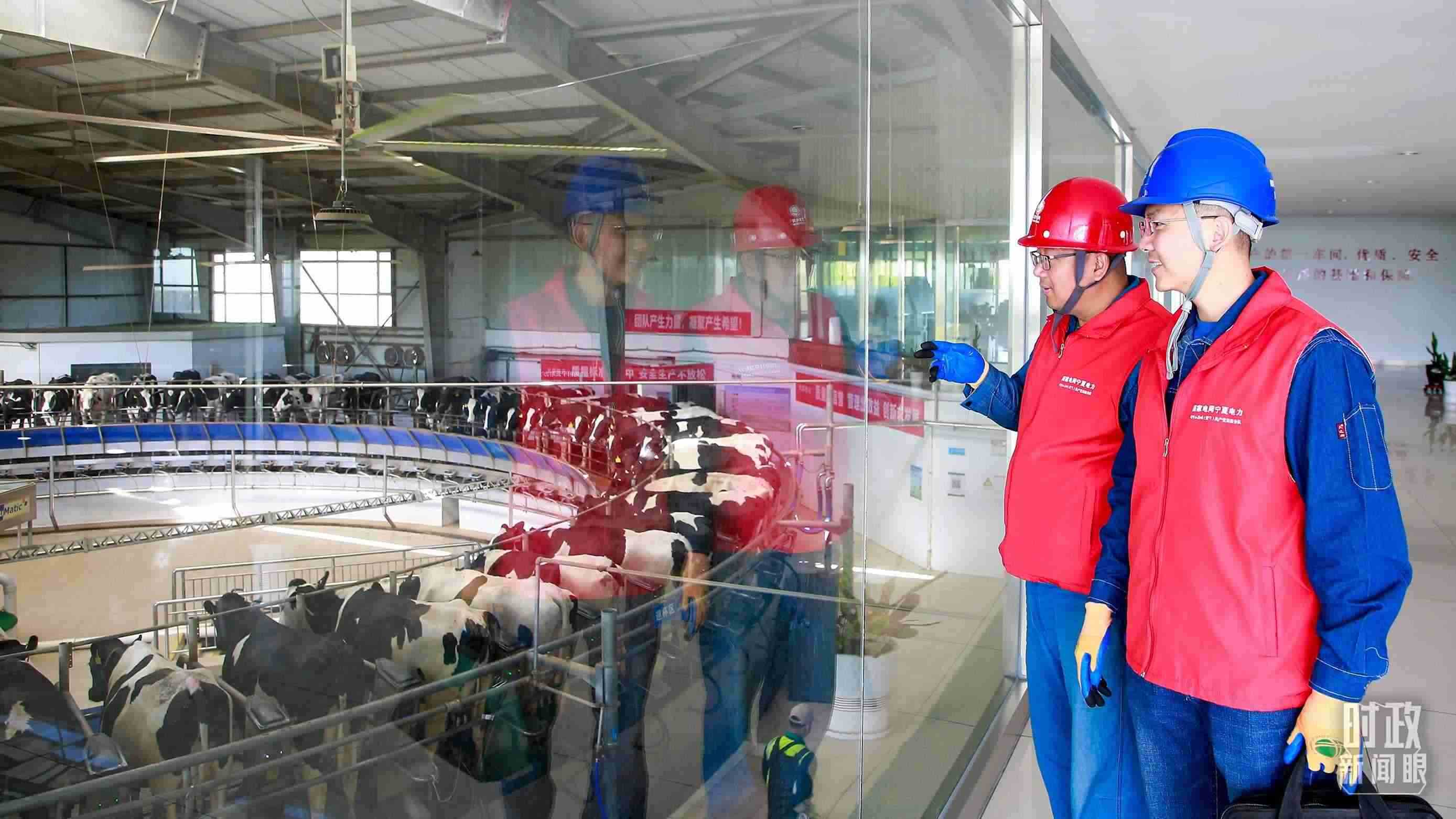  △寧夏銀川，電力員工深入奶牛養(yǎng)殖企業(yè)，助力數(shù)智化養(yǎng)殖。（圖/視覺中國(guó)）