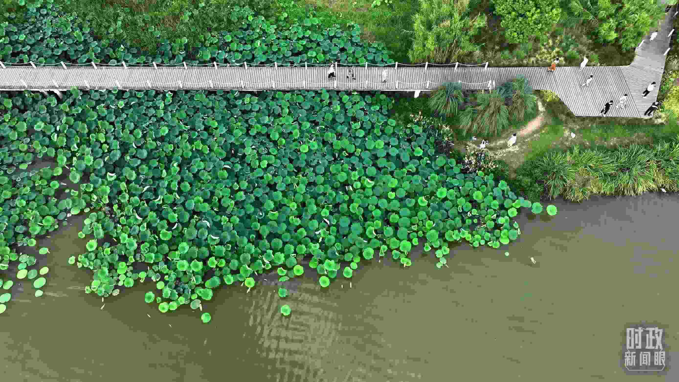 △陜西漢中天漢濕地公園內(nèi)，游人穿行，荷影婆娑。（總臺(tái)記者劉海濤拍攝）