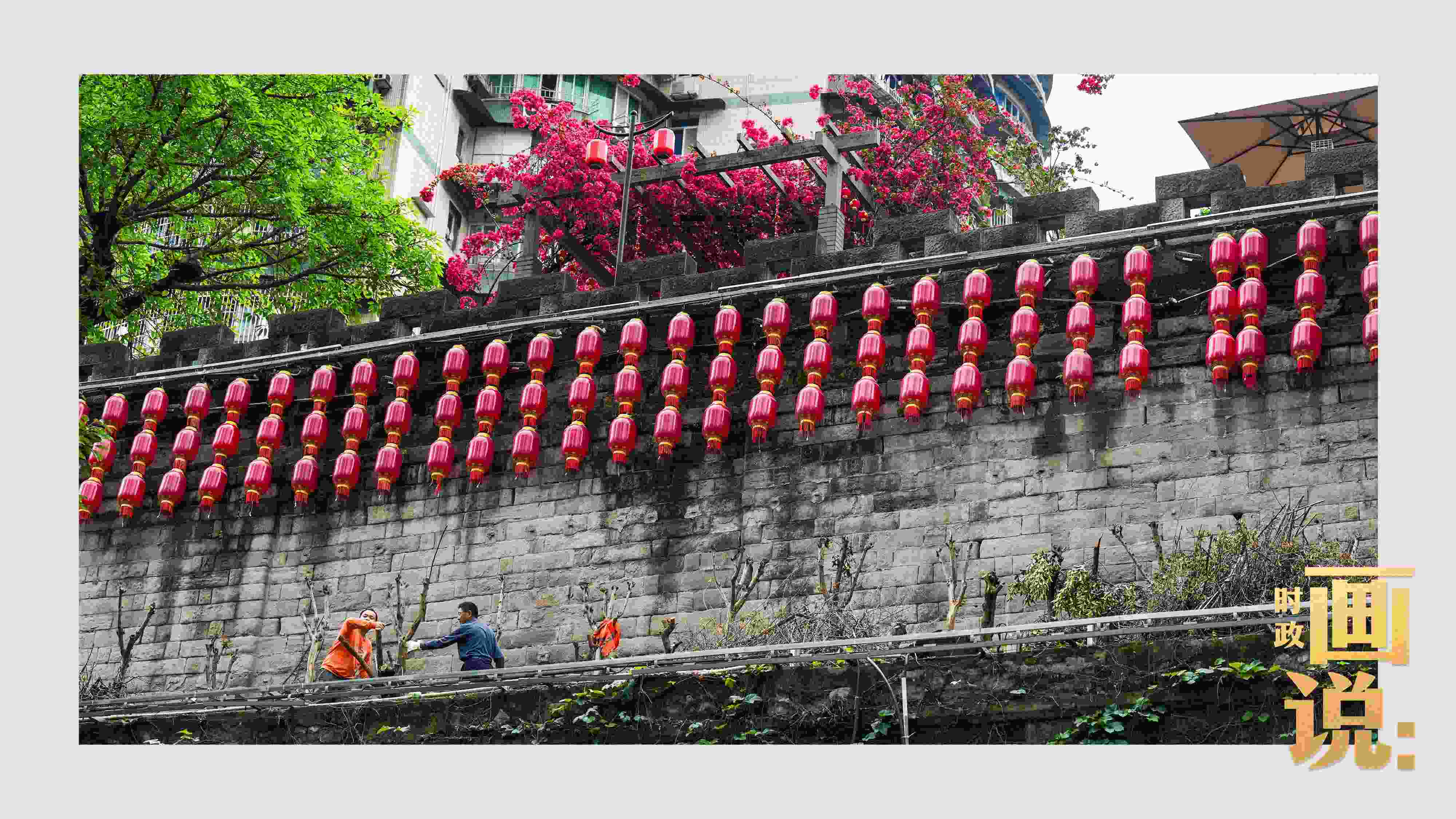 △盛放的三角梅下，園林工人修剪著古老通遠(yuǎn)門城墻上的一抹新綠。