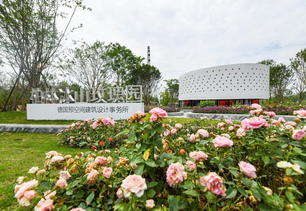 這是2024年4月22日拍攝的成都世園會主會場德國柏林冰山玫瑰園。新華社記者 王曦 攝