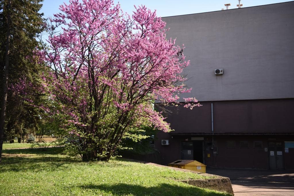 斯梅戴雷沃鋼廠里盛開的南歐紫荊花。