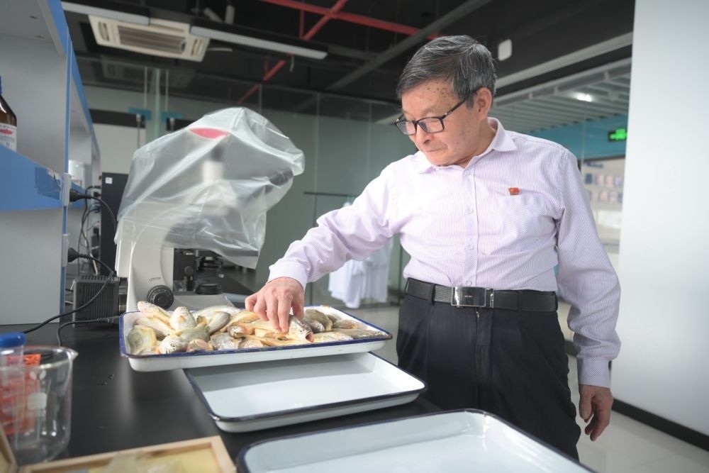 2024年5月8日，劉家富在位于福建省寧德市科技服務(wù)中心大樓的海水養(yǎng)殖生物育種全國(guó)重點(diǎn)實(shí)驗(yàn)室了解大黃魚(yú)的培育情況。新華社記者 林善傳 攝