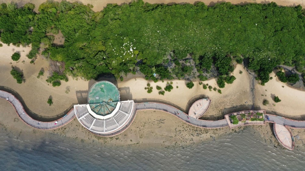 俯瞰廣東湛江市區(qū)海邊的紅樹林（2023年5月25日攝，無人機(jī)照片）。