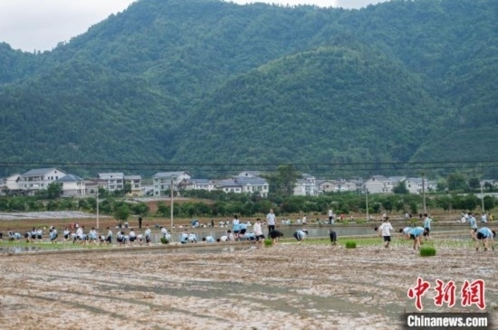 圖為5月21日，綏陽縣旺草中學(xué)學(xué)生在旺草萬畝大壩體驗插秧。唐哲 攝