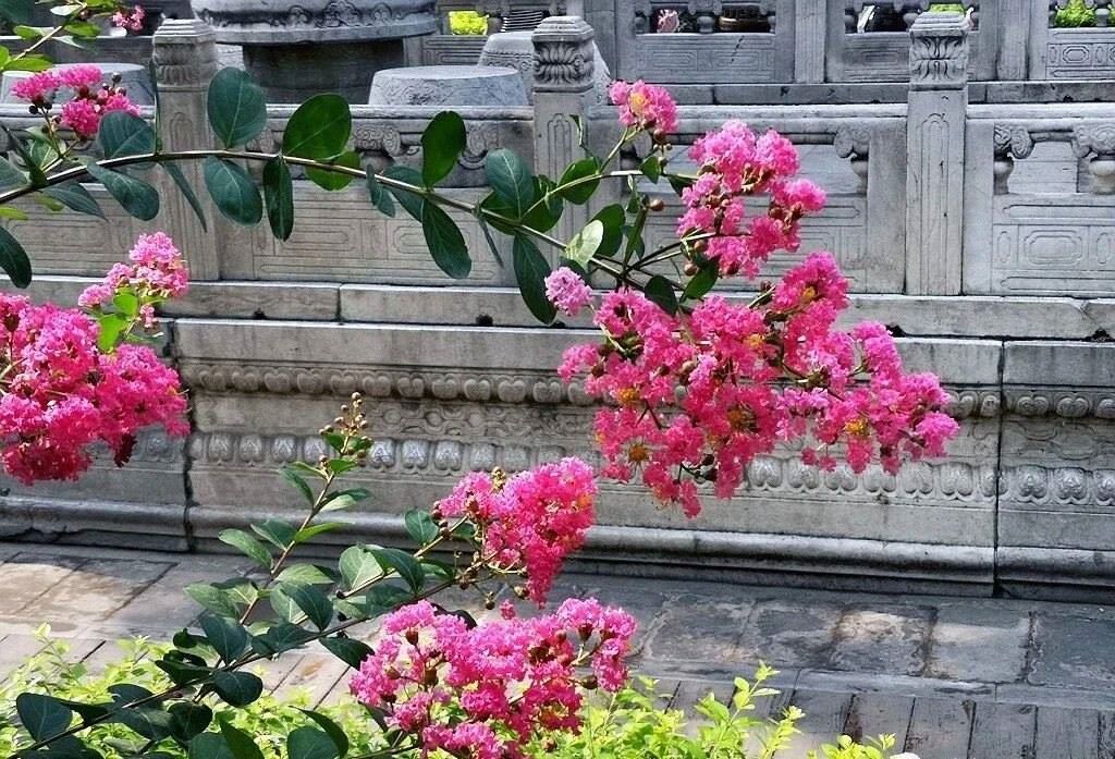 夏天的故宮一角。故宮博物院供圖