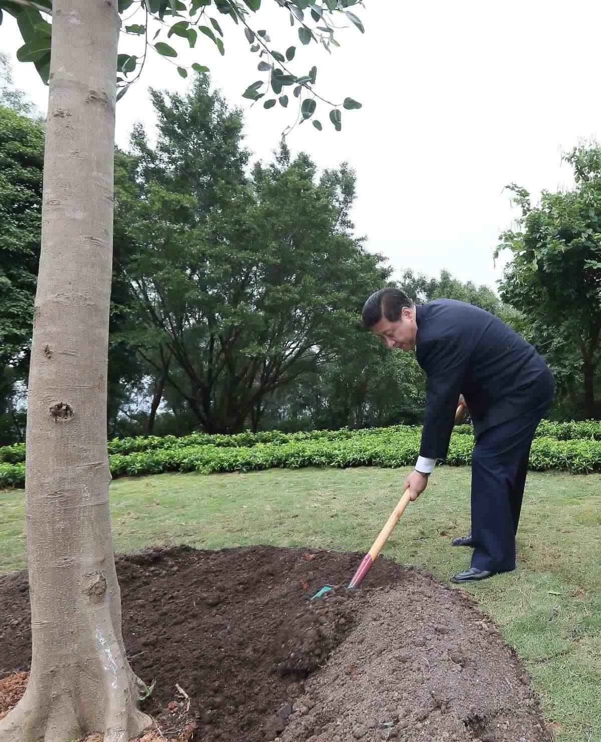 2012年12月8日，習(xí)近平在深圳蓮花山公園種下一棵高山榕樹(shù)。