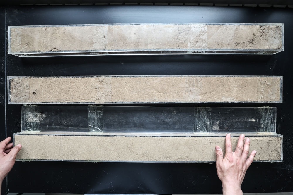 “草根博士”呂林有在遼寧省農(nóng)業(yè)科學(xué)院沙地治理與利用研究所章古臺(tái)基地實(shí)驗(yàn)室整理提取的沙地土壤剖面樣本（2024年5月30日攝）。新華社記者 潘昱龍 攝