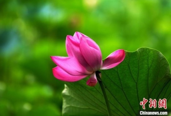 6月19日，時(shí)值一年畢業(yè)季，四川大學(xué)望江校區(qū)荷花池里的荷花盛開，成為了畢業(yè)生們的打卡圣地，吸引了眾多畢業(yè)生拍照留念。圖為盛開的荷花。中新社記者 安源 攝