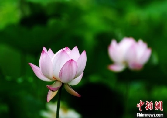 6月19日，時(shí)值一年畢業(yè)季，四川大學(xué)望江校區(qū)荷花池里的荷花盛開，成為了畢業(yè)生們的打卡圣地，吸引了眾多畢業(yè)生拍照留念。圖為盛開的荷花。中新社記者 安源 攝