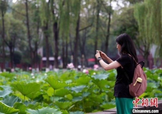 6月19日，時(shí)值一年畢業(yè)季，四川大學(xué)望江校區(qū)荷花池里的荷花盛開，成為了畢業(yè)生們的打卡圣地，吸引了眾多畢業(yè)生拍照留念。圖為畢業(yè)生在荷花池邊拍照留念。中新社記者 安源 攝